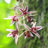 Cymbidium aloifolium (L.) Sw.